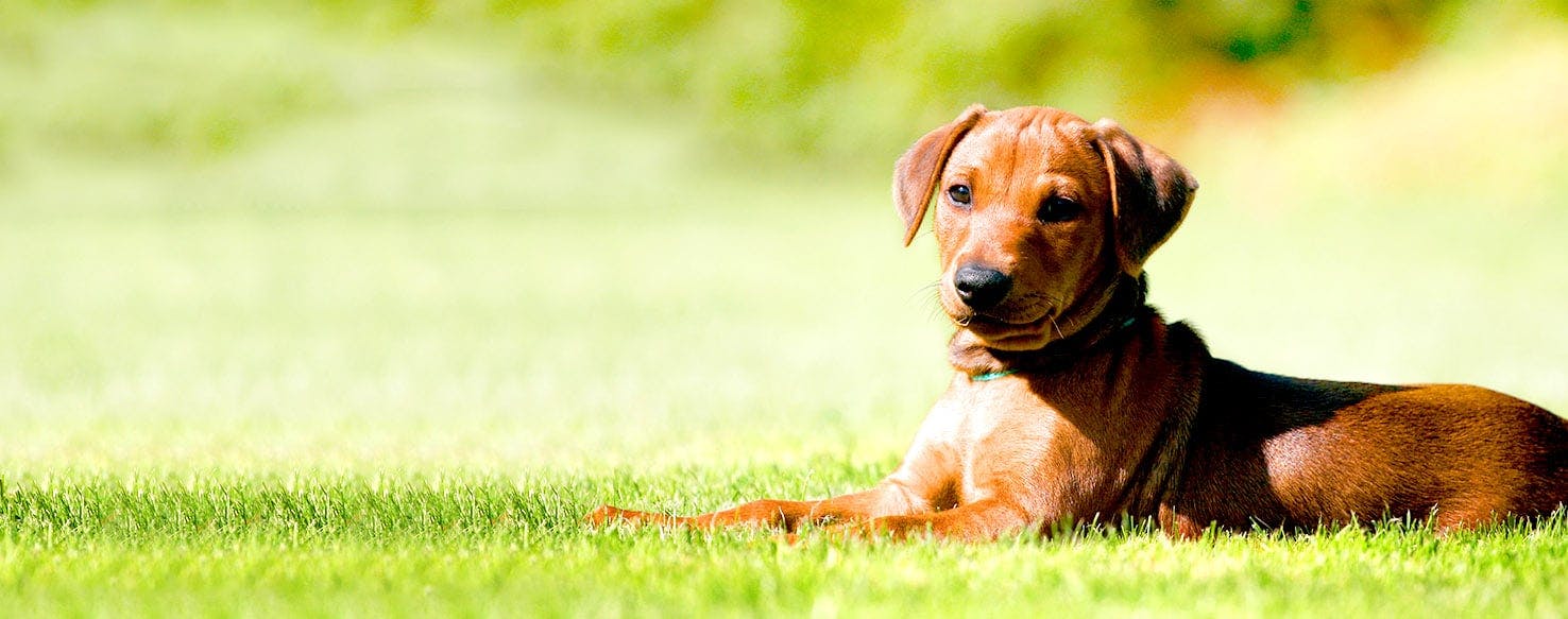Dog Names Ending In Bi Popular Male And Female Names Wag 